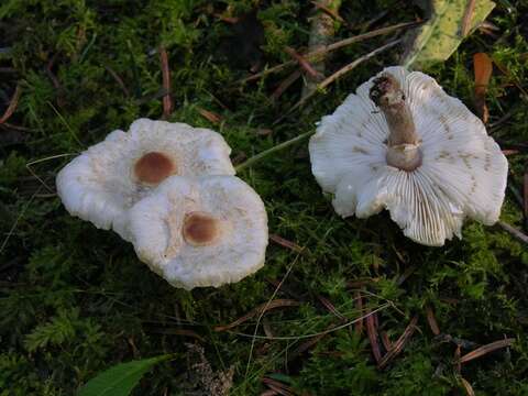 Image de Lepiota