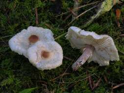 Image de Lepiota