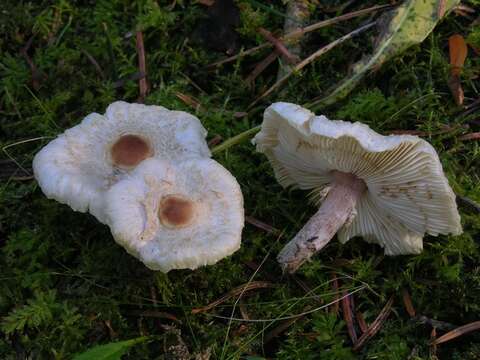 Слика од Lepiota