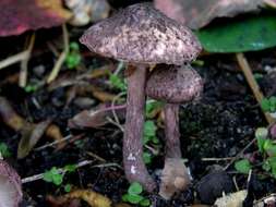 Lepiota fuscovinacea F. H. Møller & J. E. Lange 1940 resmi