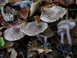 Lepiota fuscovinacea F. H. Møller & J. E. Lange 1940 resmi