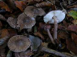 Lepiota fuscovinacea F. H. Møller & J. E. Lange 1940 resmi