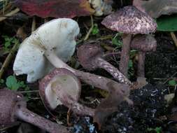 Lepiota fuscovinacea F. H. Møller & J. E. Lange 1940 resmi