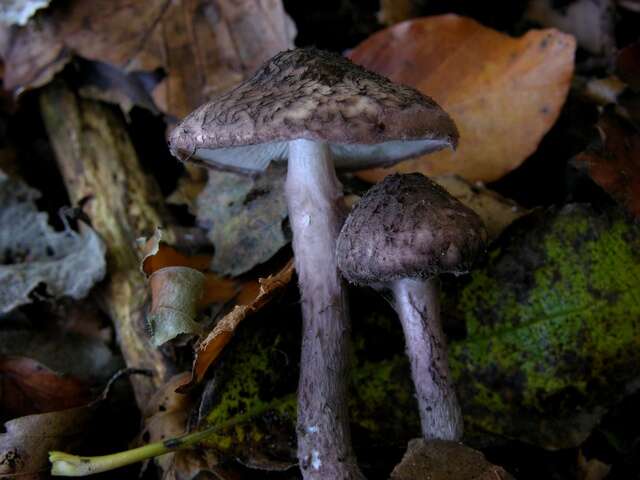 Lepiota fuscovinacea F. H. Møller & J. E. Lange 1940 resmi