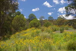 Image of bracted strawflower