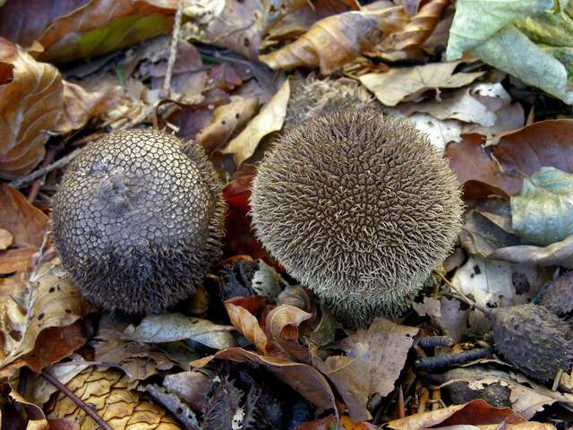 Image of Lycoperdon