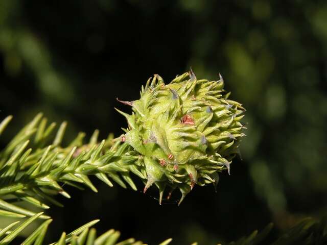 صورة Cryptomeria