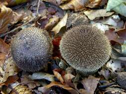 Image of Lycoperdon