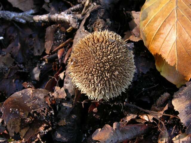 Image de Lycoperdon