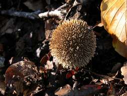 Image of Lycoperdon