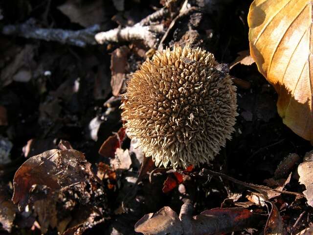 Image of Lycoperdon