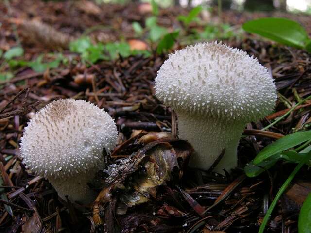 Image of Lycoperdon