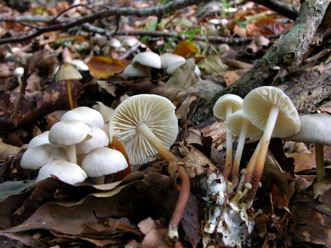 Image of <i>Marasmius wynnei</i>