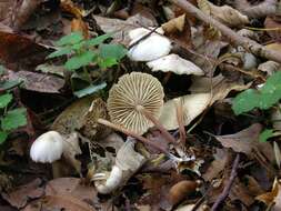 Plancia ëd <i>Marasmius wynnei</i>