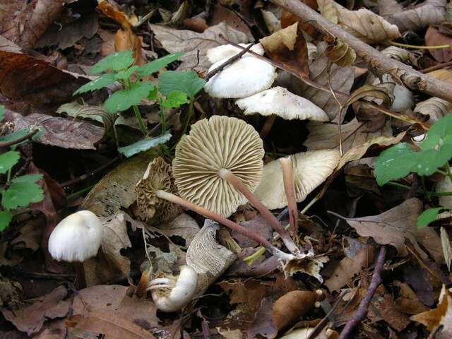 Plancia ëd <i>Marasmius wynnei</i>