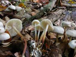 Image of <i>Marasmius wynnei</i>