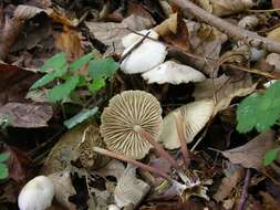 Image of <i>Marasmius wynnei</i>