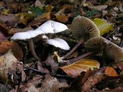 Image of <i>Marasmius wynnei</i>