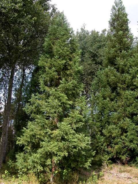 صورة Cryptomeria