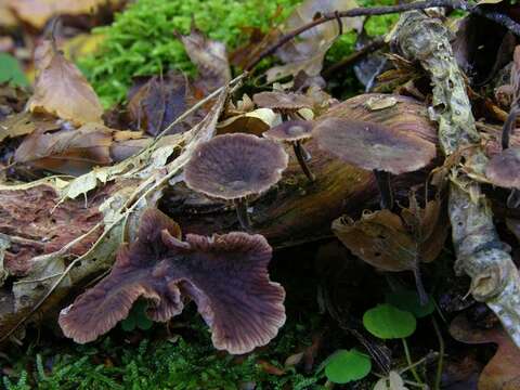 Imagem de Gymnopus