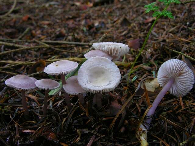 Image of Mycena pura (Pers.) P. Kumm. 1871