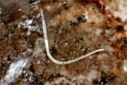 Image of earthworms, leeches, and relatives