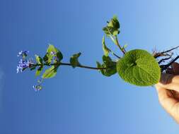 Plancia ëd Brunnera macrophylla (Adams) I. M. Johnst.