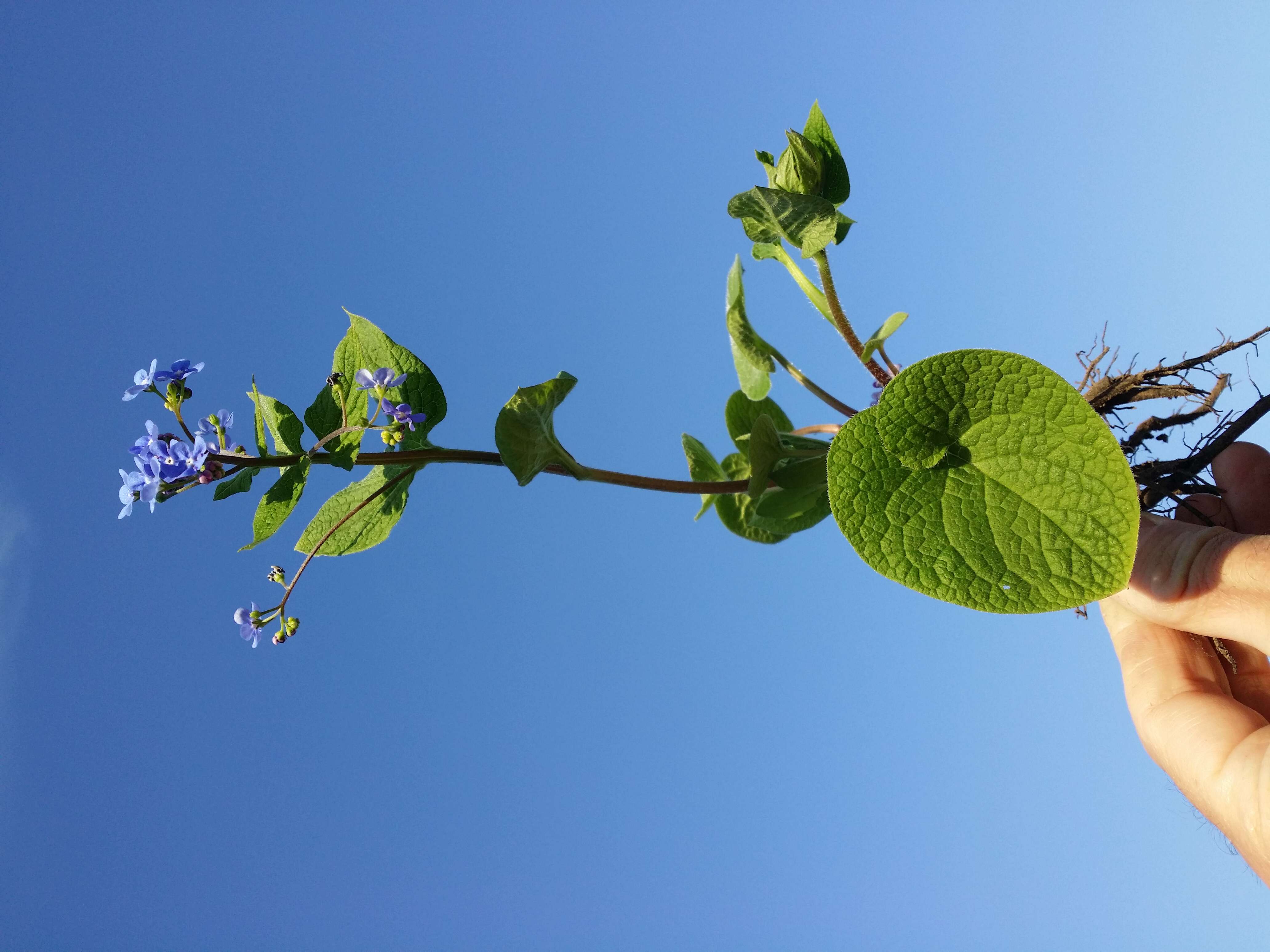 Plancia ëd Brunnera macrophylla (Adams) I. M. Johnst.