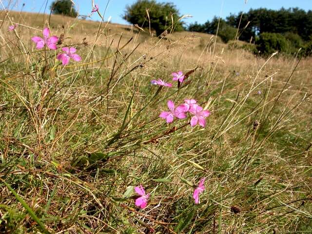 Image of pink