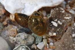 unclassified Gastropoda resmi