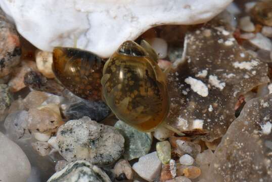 Image of unclassified Gastropoda