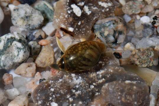 Image of unclassified Gastropoda