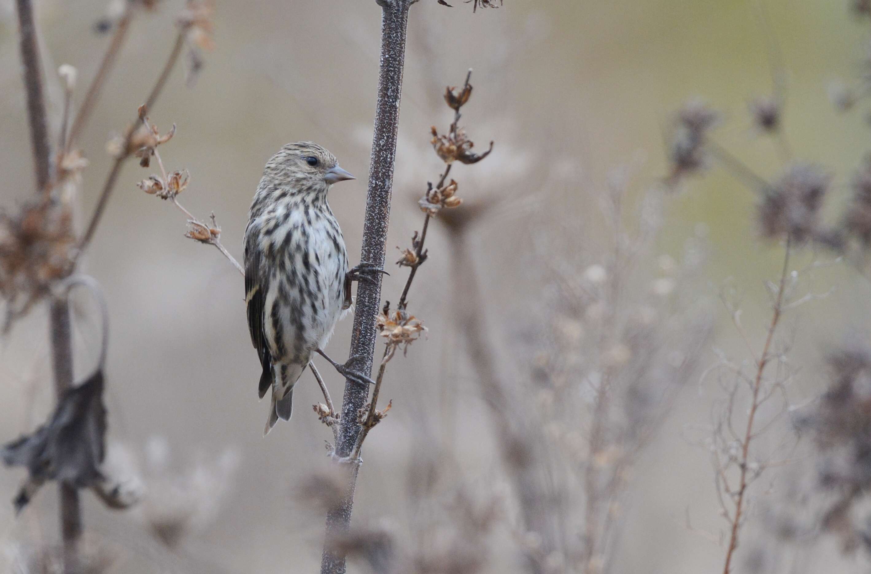 Image of Pine Siskin