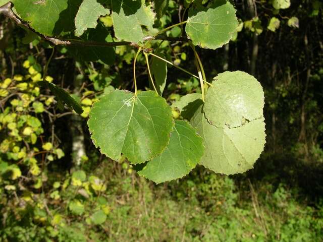 Image of Poplar