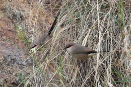 Image of Arabian Waxbill