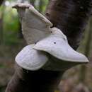 Postia tephroleuca (Fr.) Jülich 1982 resmi