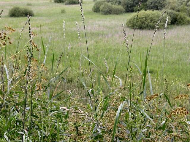 Image of Wildrye or Wheatgrass