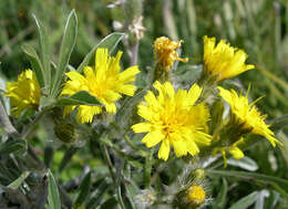 Image of Scouler's woollyweed