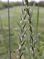Image of Wildrye or Wheatgrass