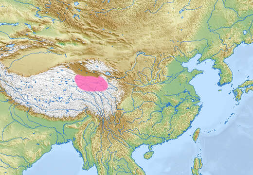 Image of Tibetan Rosefinch