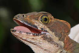 Image of Western basilisk