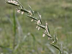 Image of Wildrye or Wheatgrass