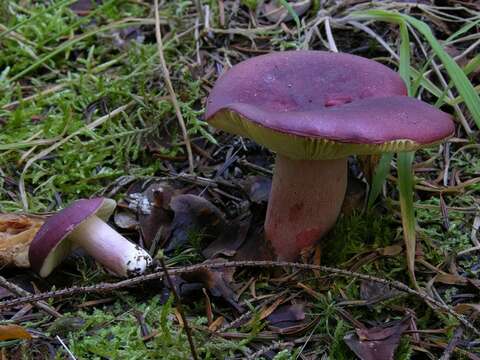 Image of Russula queletii Fr. 1872