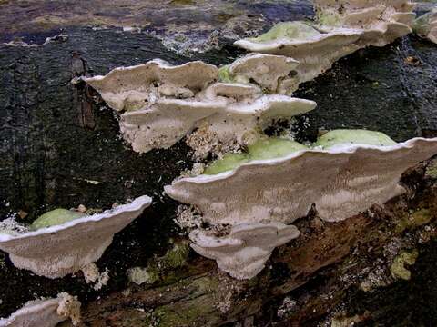 Image of Trametes