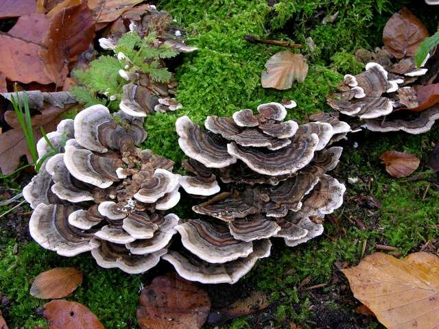 Image of Trametes