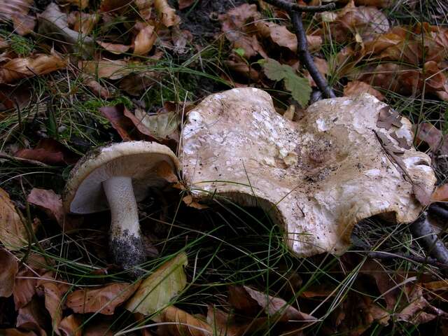 Imagem de Tricholoma acerbum (Bull.) Quél. 1872