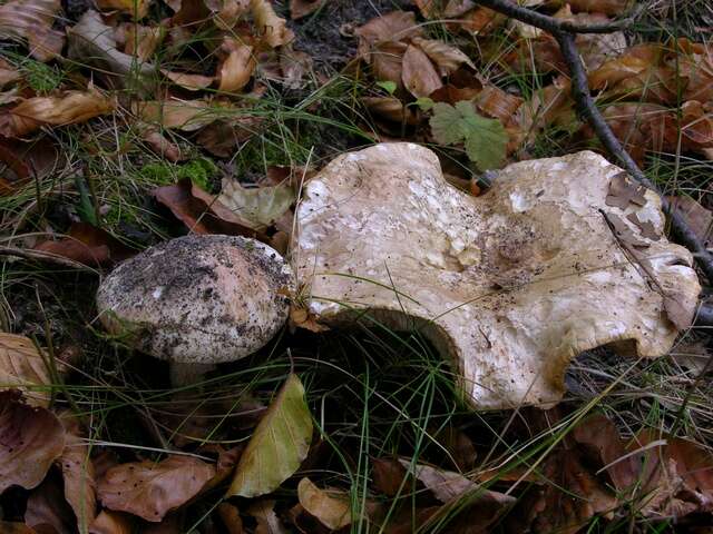 Imagem de Tricholoma acerbum (Bull.) Quél. 1872