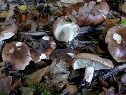 Image de Tricholome à pied blanc et brun