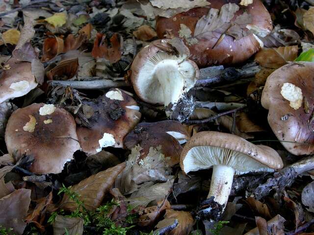 Tricholoma albobrunneum (Pers.) P. Kumm. 1871的圖片