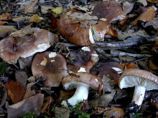 Image of Tricholoma albobrunneum (Pers.) P. Kumm. 1871